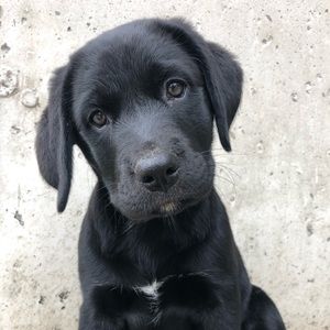 Meet your Posher, Gillian